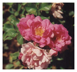 ROSA x 'Louis Jolliet' (AC)